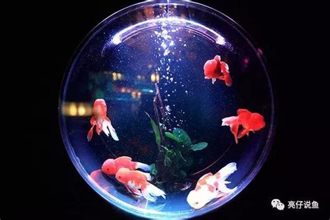 房間養小魚缸|關於房間養魚，請教建議